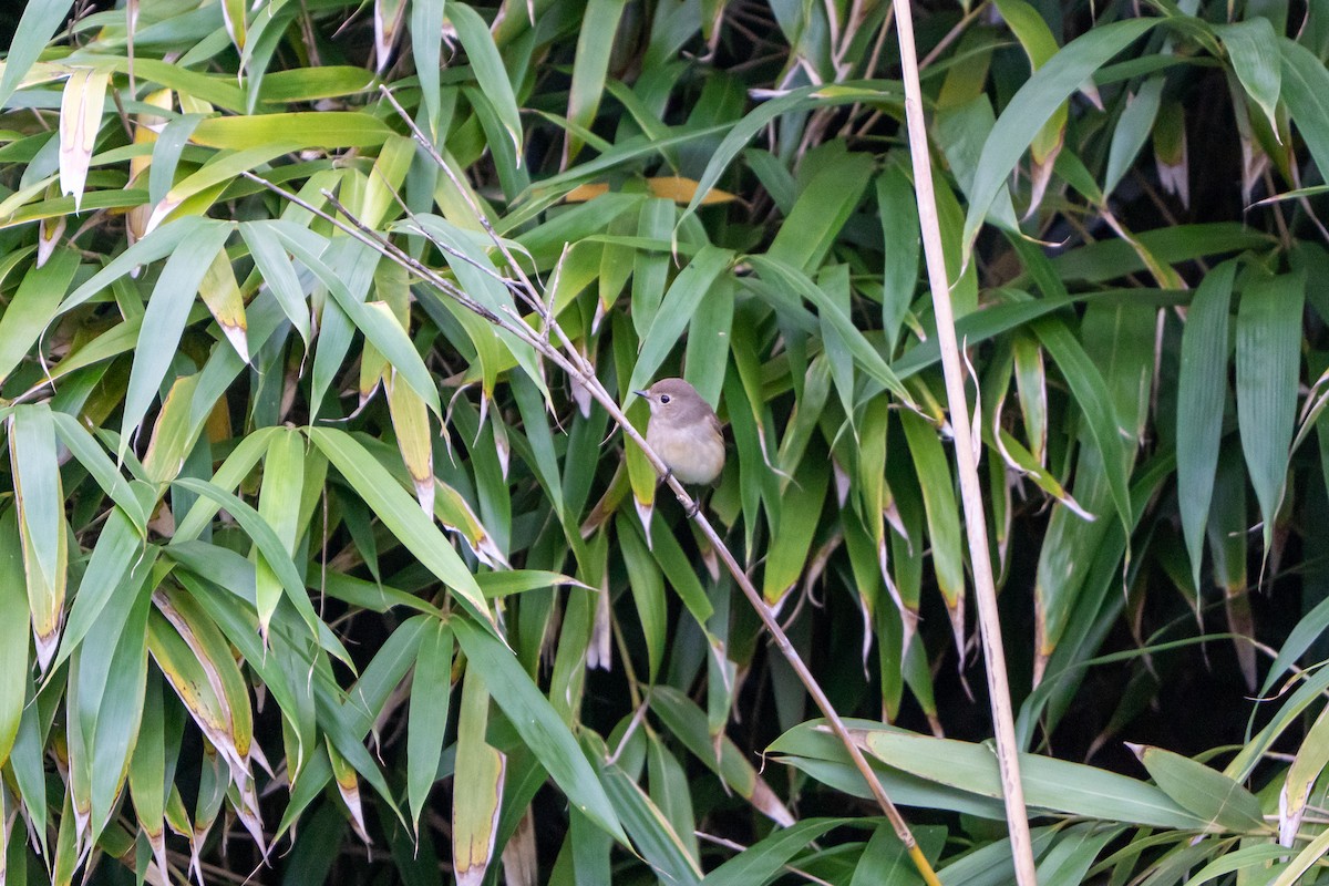 Taiga Flycatcher - ML643631298