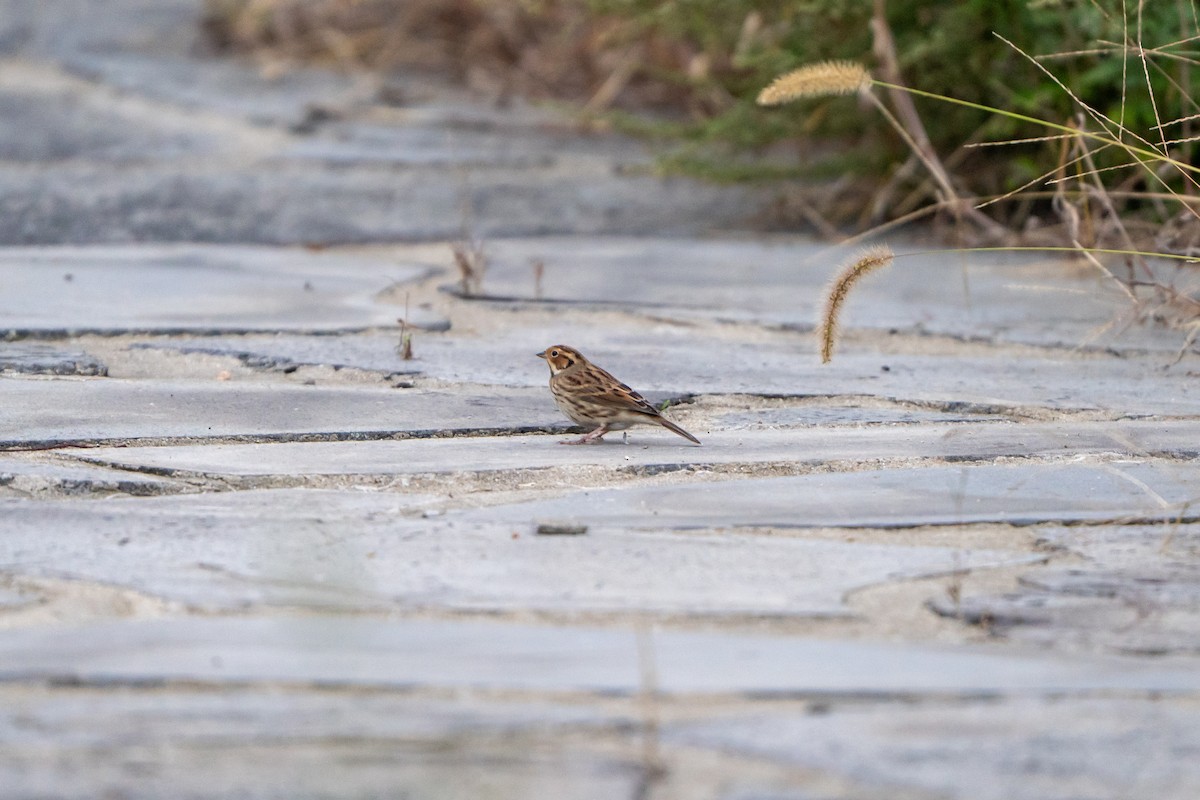 Little Bunting - ML643631299