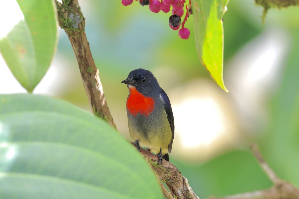 Black-sided Flowerpecker - ML643631324