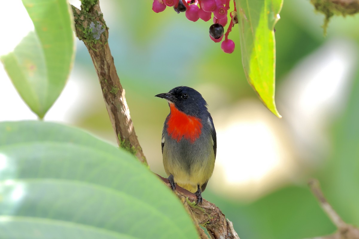 Black-sided Flowerpecker - ML643631325