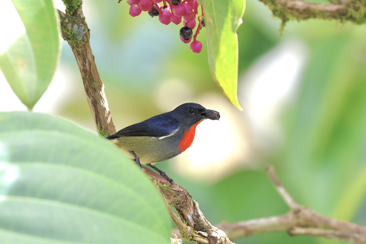 Black-sided Flowerpecker - ML643631326