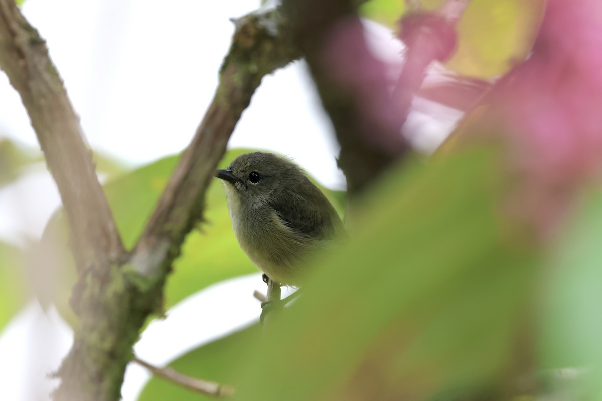 Black-sided Flowerpecker - ML643631327