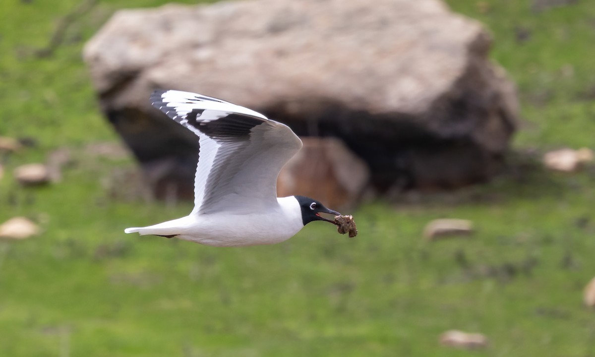 Andean Gull - ML643631328