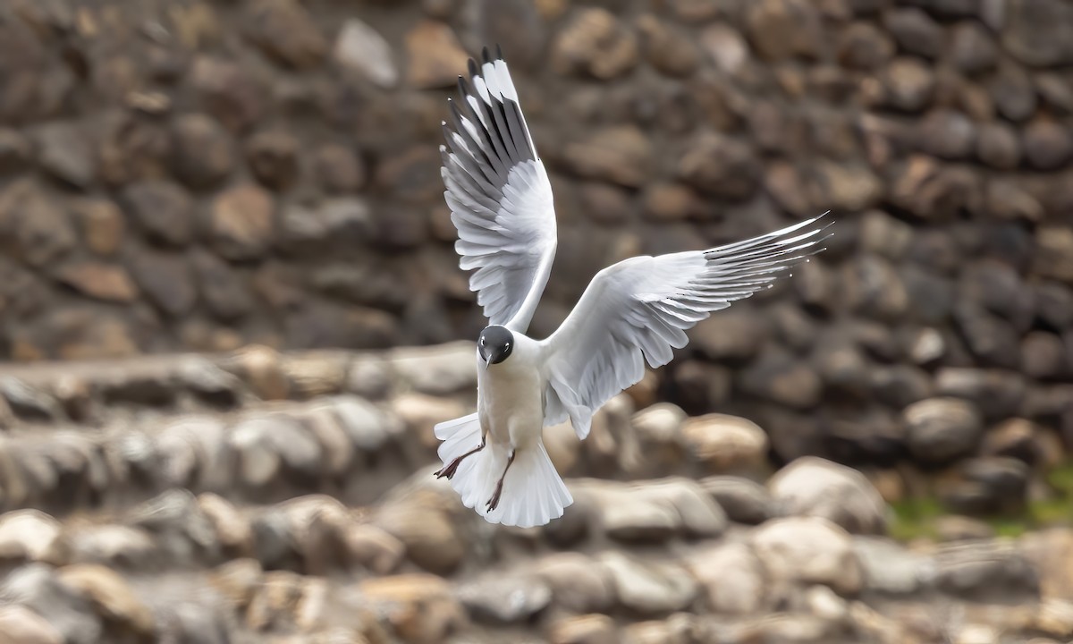 Andean Gull - ML643631329