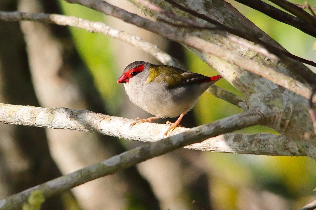 Red-browed Firetail - ML643631330