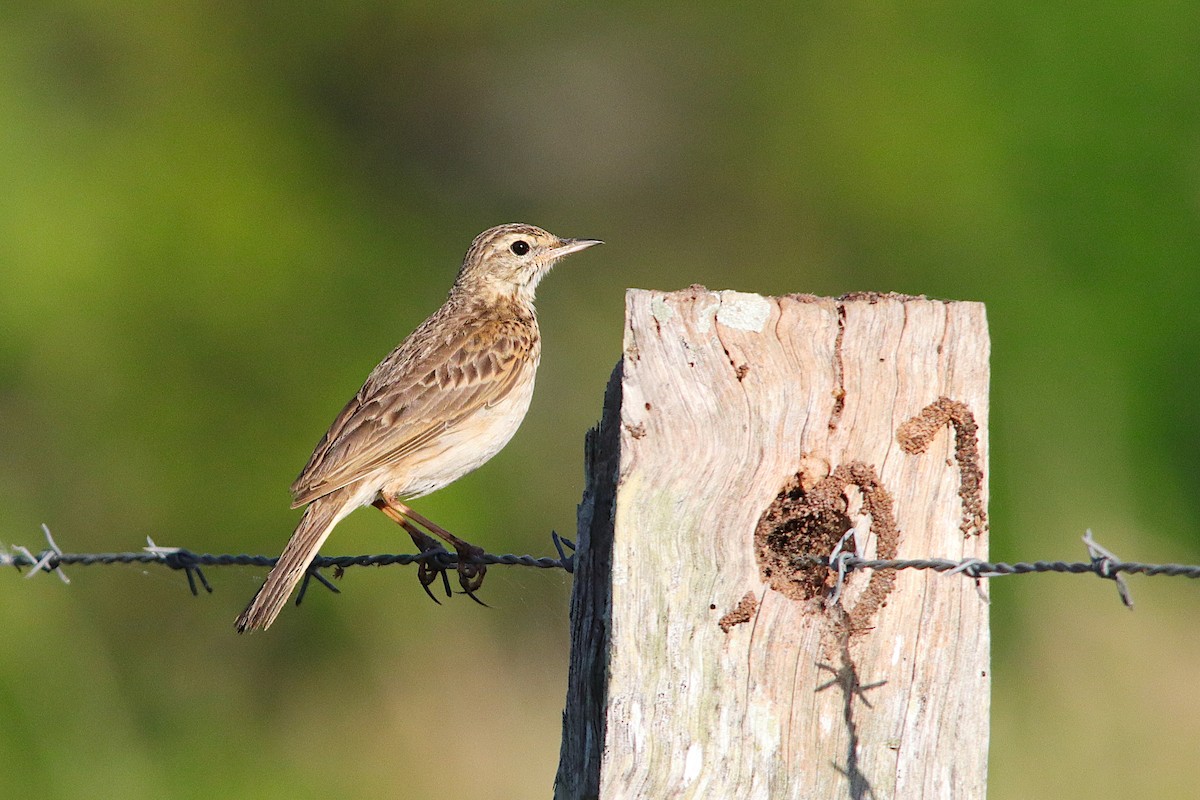 Australian Pipit - ML643631338