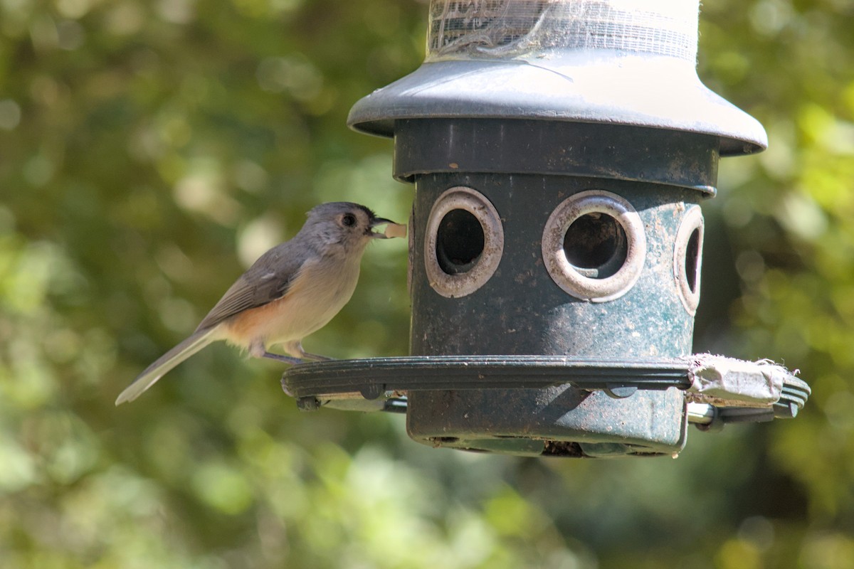Tufted Titmouse - ML643631367