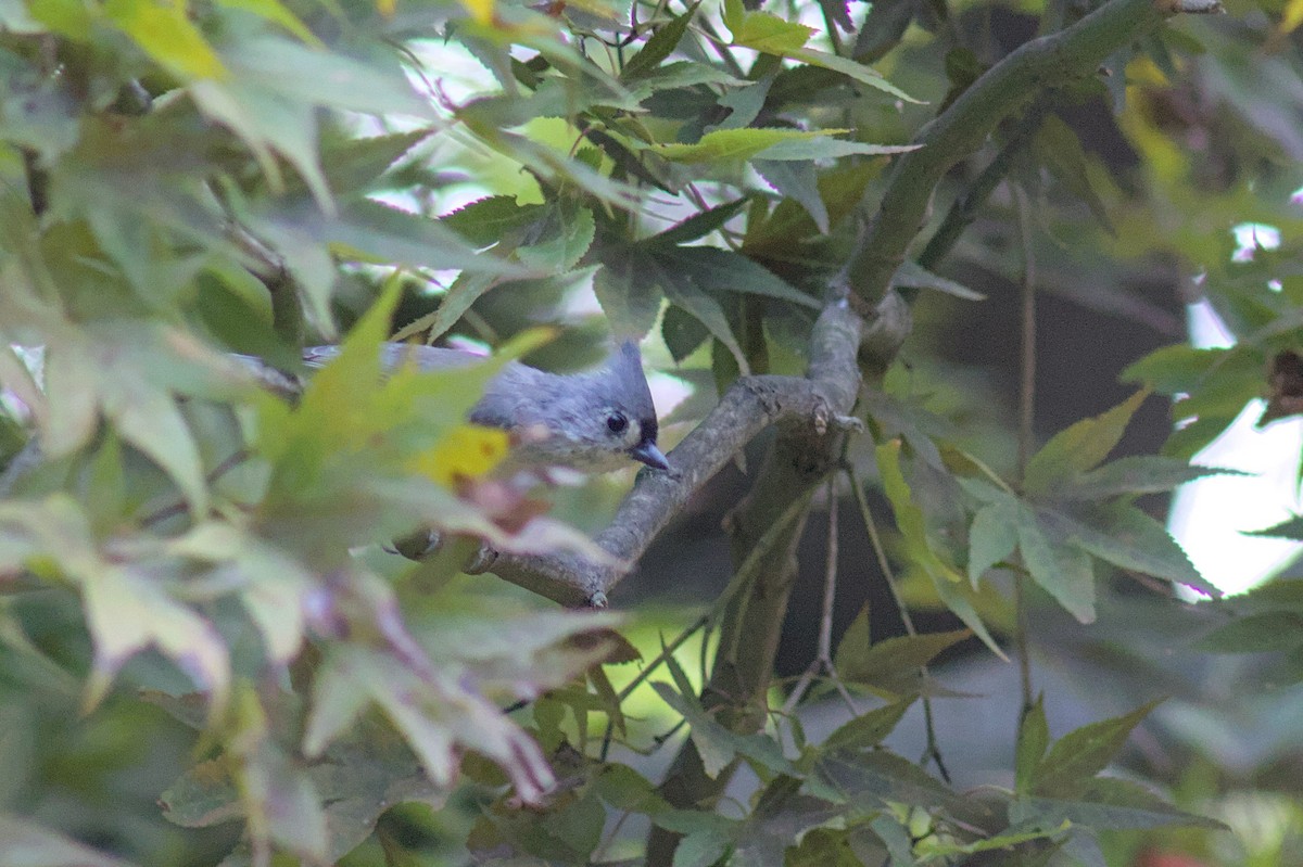 Tufted Titmouse - ML643631370