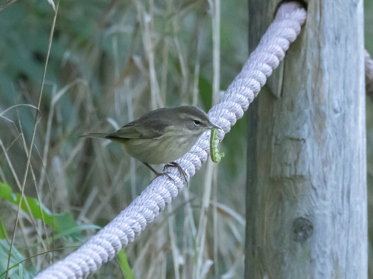 Palm Warbler - ML643631377