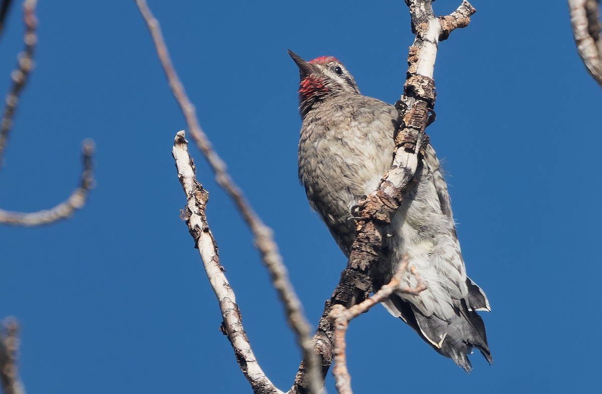 Red-naped/Red-breasted Sapsucker - ML643631383