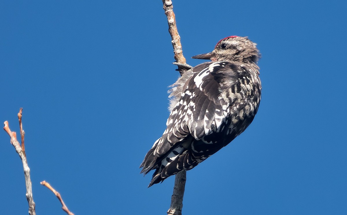 Red-naped/Red-breasted Sapsucker - ML643631384