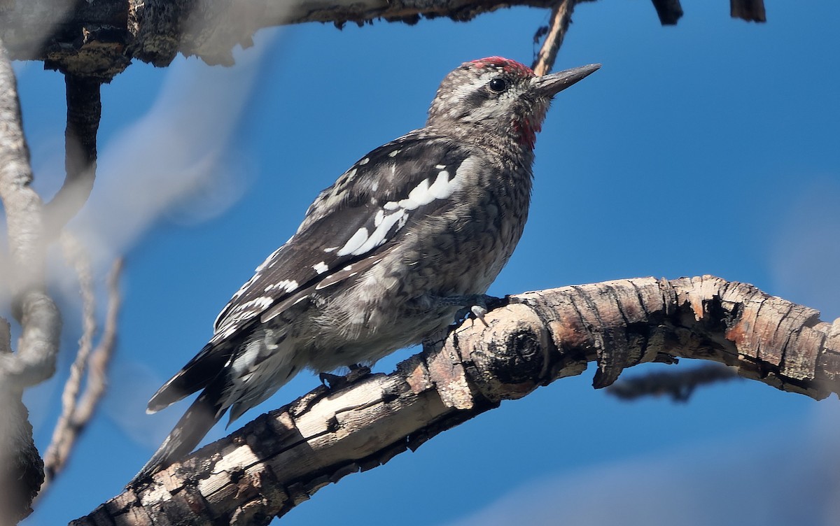 Red-naped/Red-breasted Sapsucker - ML643631385