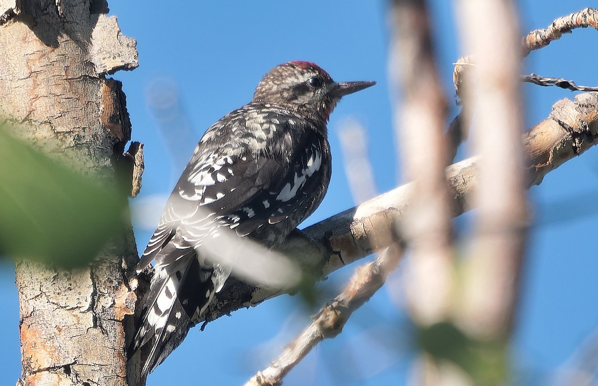 Red-naped/Red-breasted Sapsucker - ML643631387