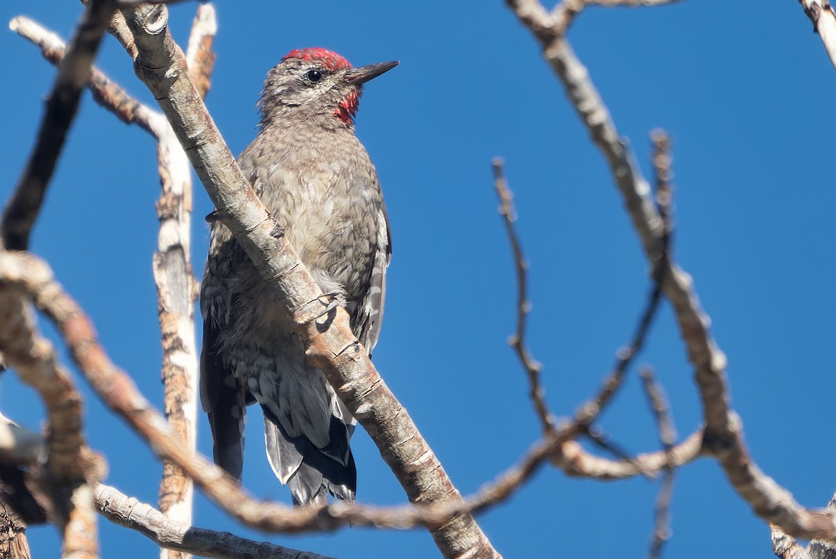 Red-naped/Red-breasted Sapsucker - ML643631388