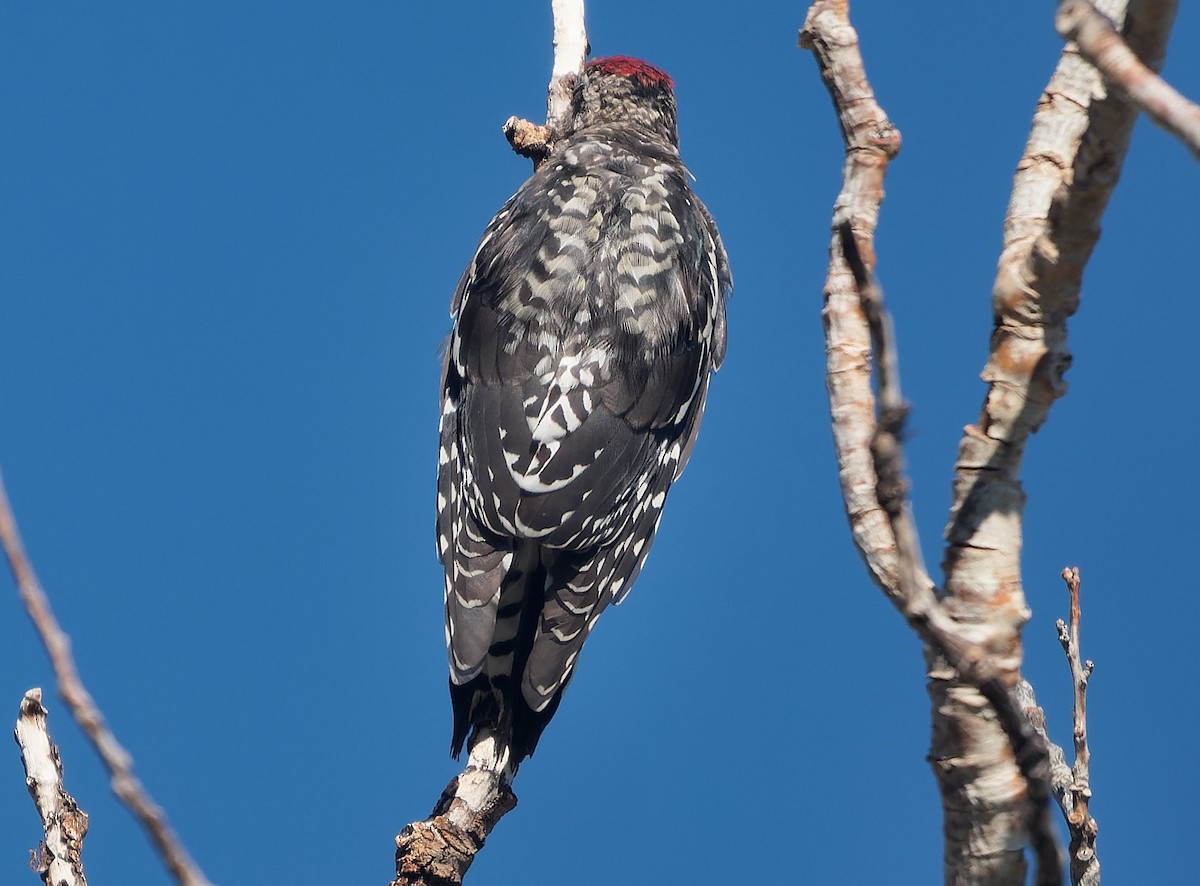 Red-naped/Red-breasted Sapsucker - ML643631389