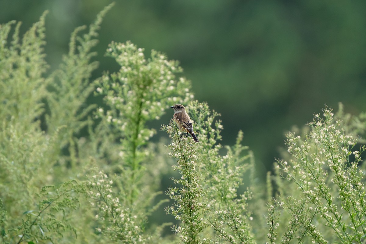 Amur Stonechat - ML643631395