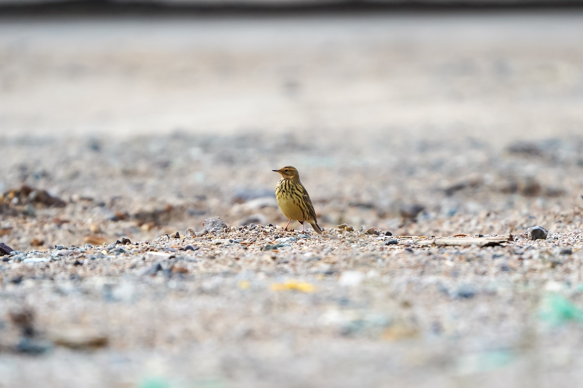 Red-throated Pipit - ML643631396