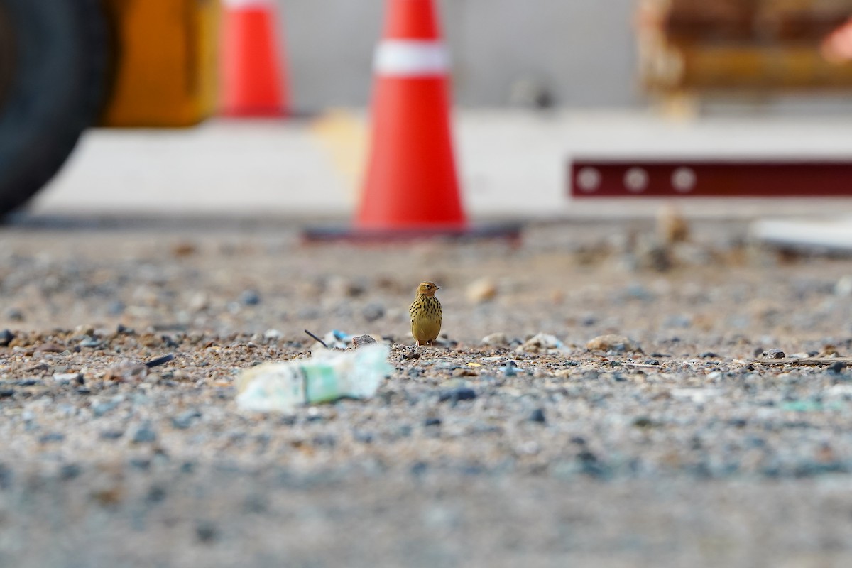 Red-throated Pipit - ML643631397