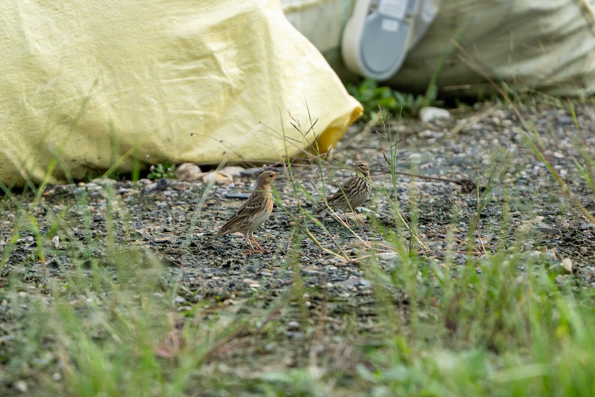 Red-throated Pipit - ML643631398