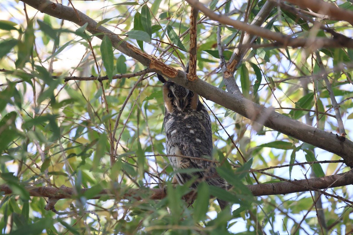 Long-eared Owl - ML643631404
