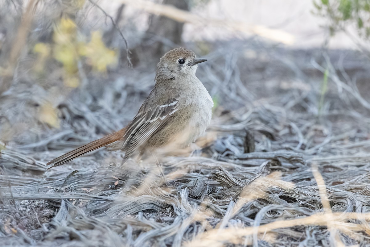 Southern Scrub-Robin - ML643631417