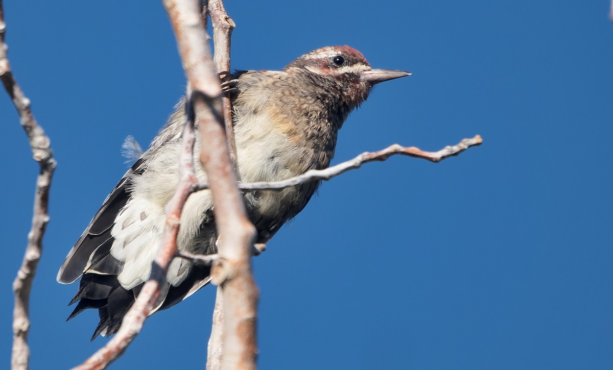 Red-naped x Red-breasted Sapsucker (hybrid) - ML643631419