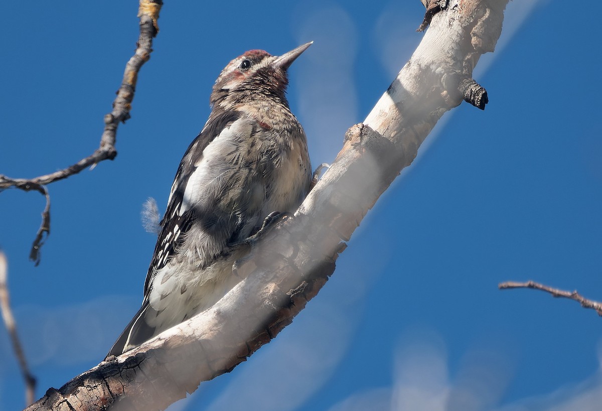 Red-naped x Red-breasted Sapsucker (hybrid) - ML643631420