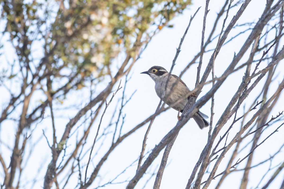 Brown-headed Honeyeater - ML643631421