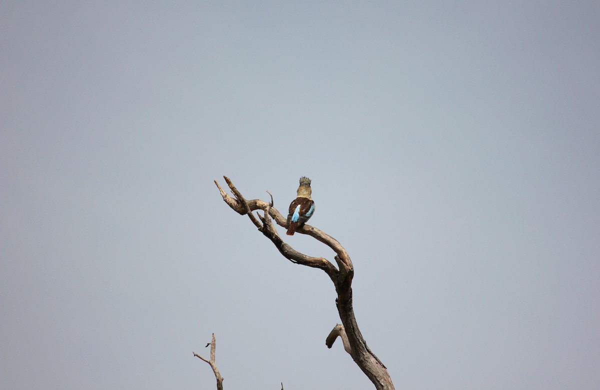 Blue-winged Kookaburra - ML643631424