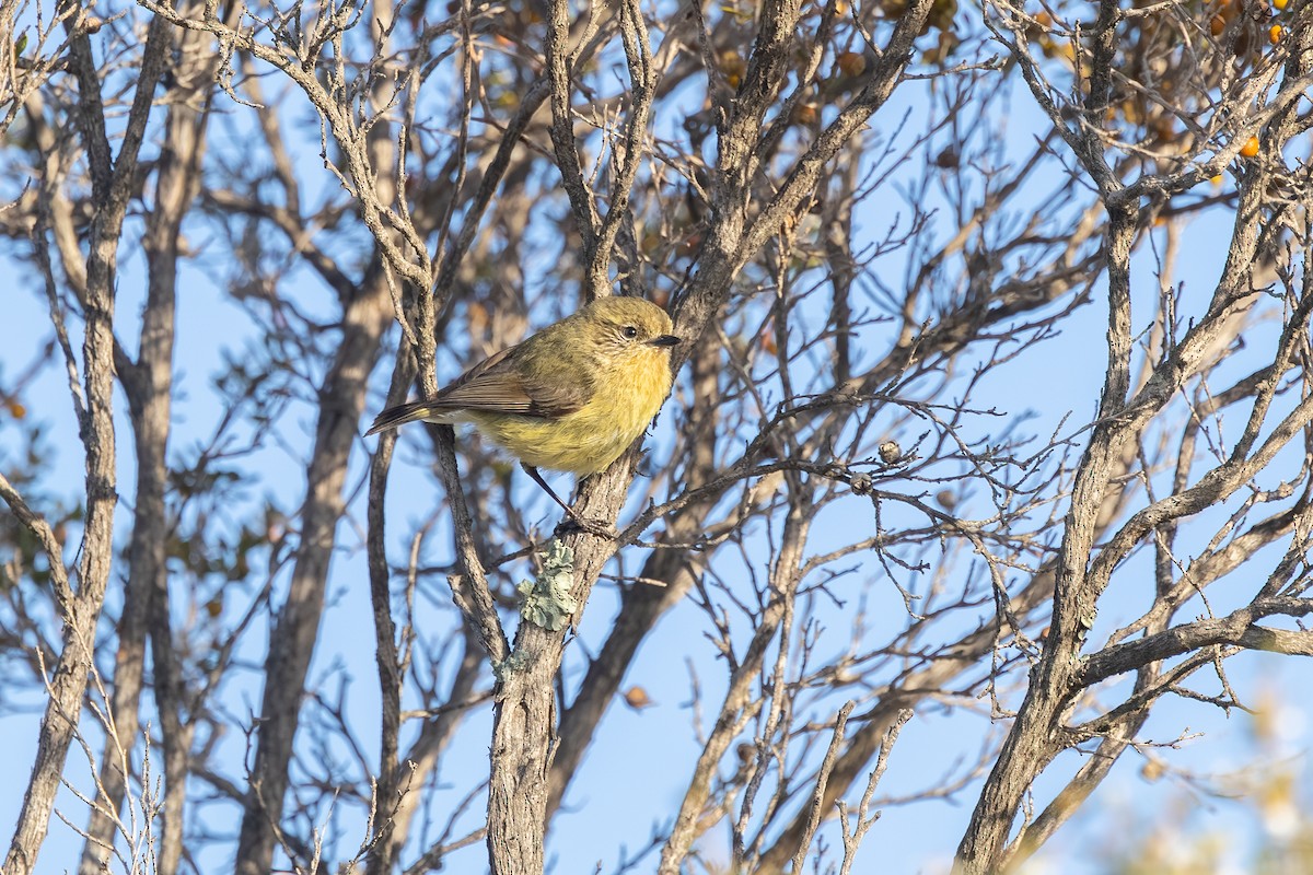 Yellow Thornbill - ML643631425