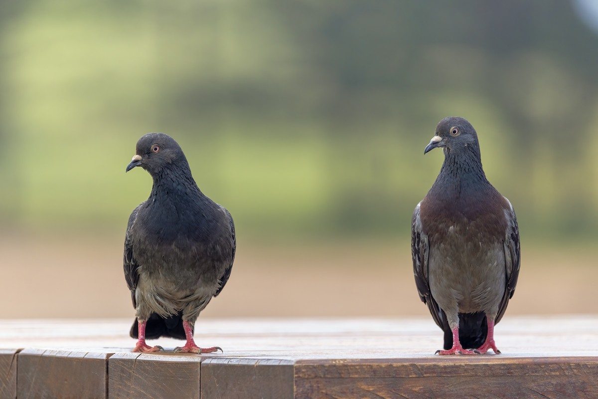 Rock Pigeon (Feral Pigeon) - ML643631429