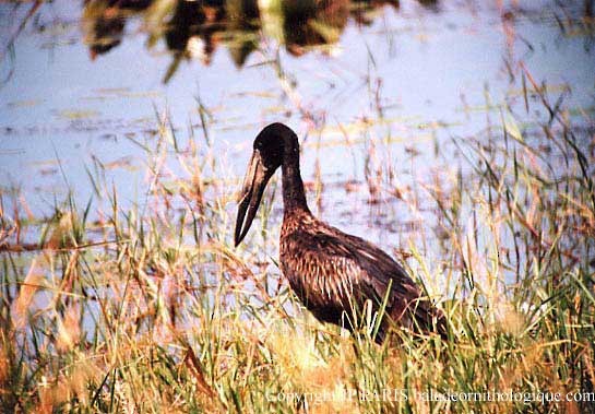 African Openbill - ML643631432