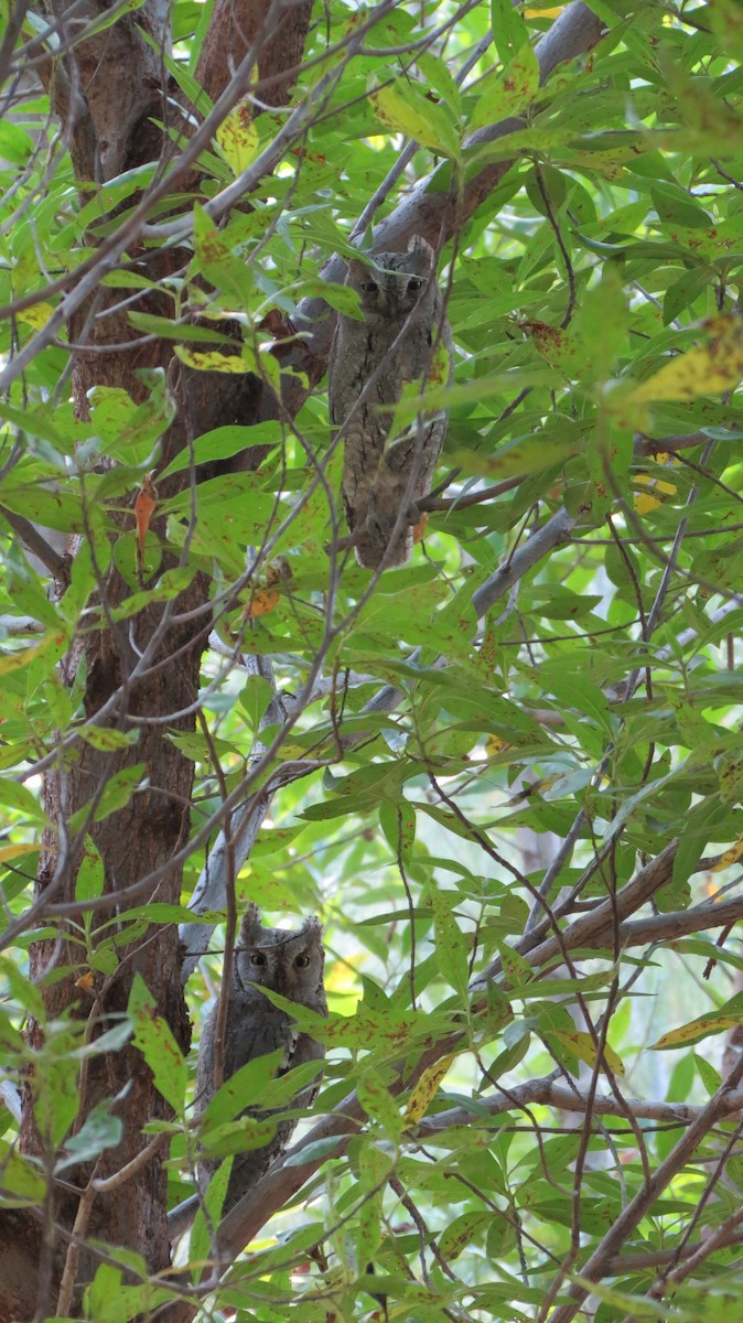 Pallid Scops-Owl - ML643631438
