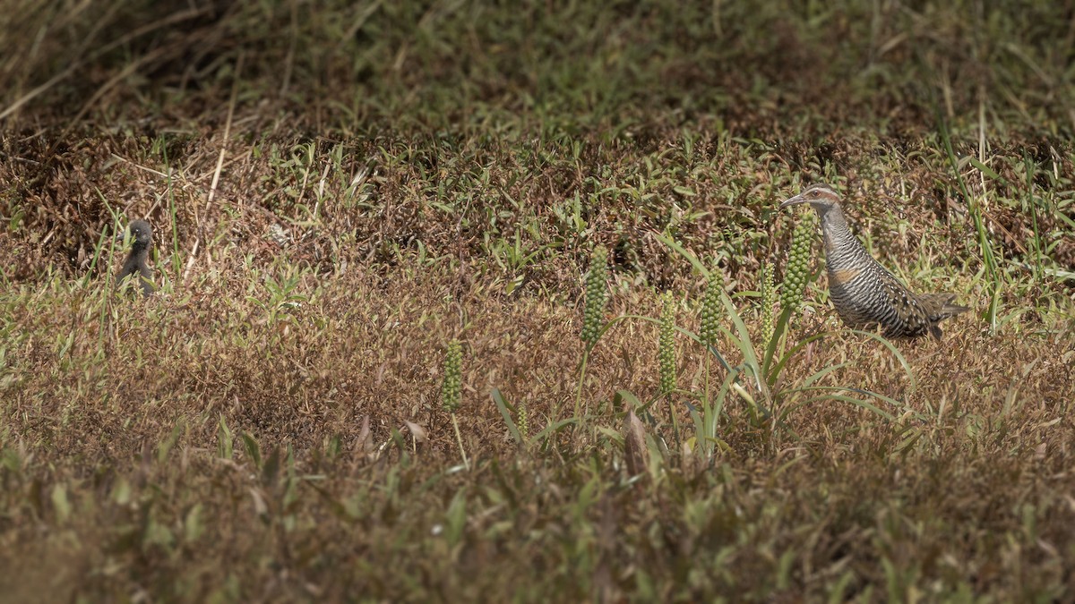 ナンヨウクイナ - ML643631440