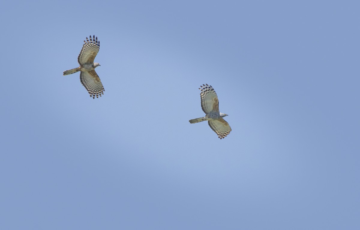 カンムリカッコウハヤブサ - ML643631446