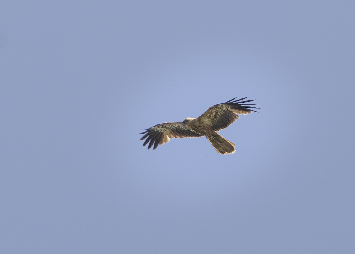 フエフキトビ - ML643631451