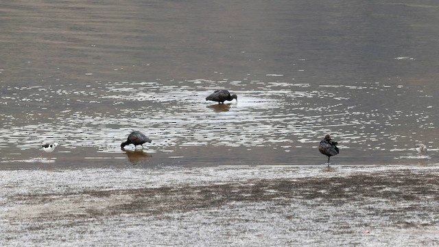 Puna Ibis - ML643631481