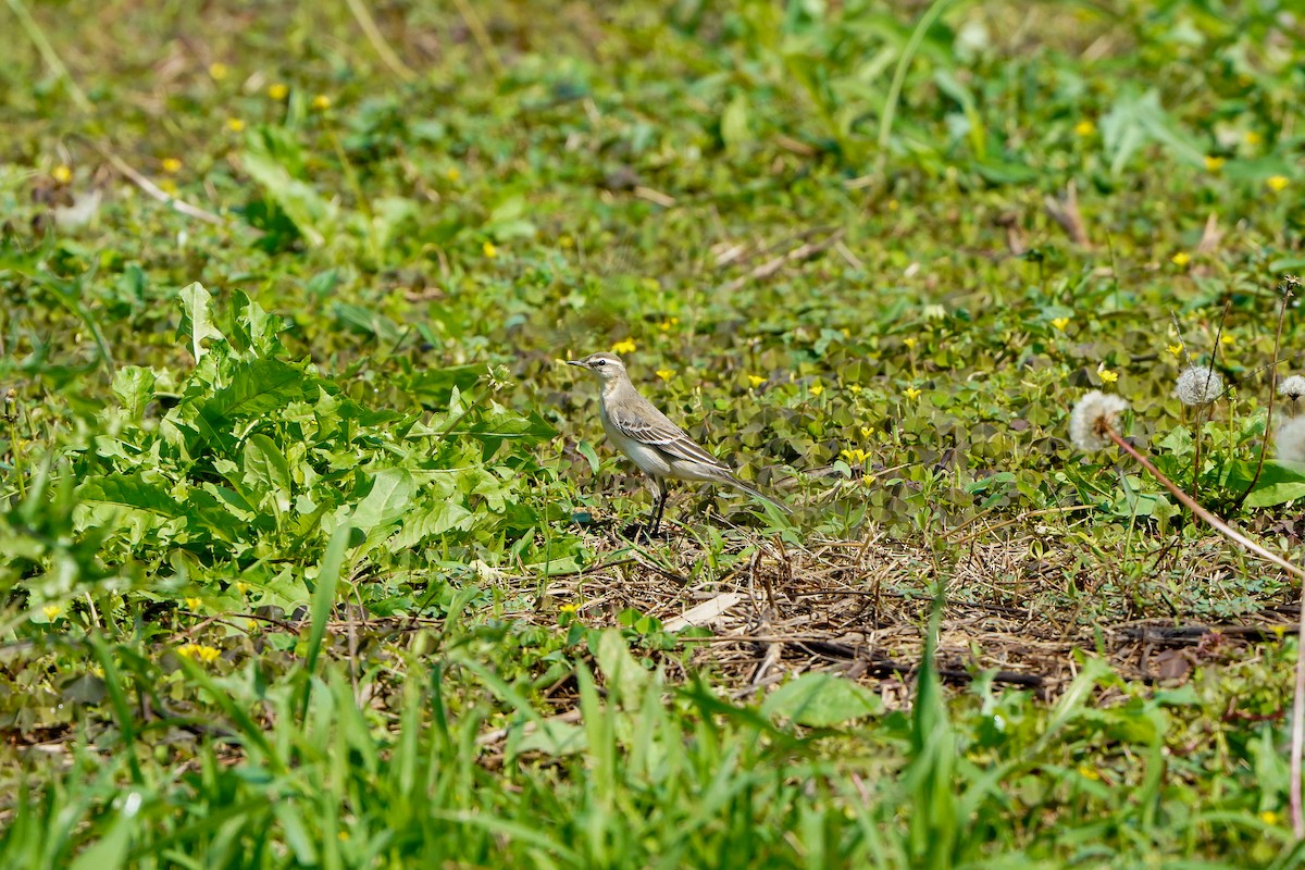Eastern Yellow Wagtail - ML643631488