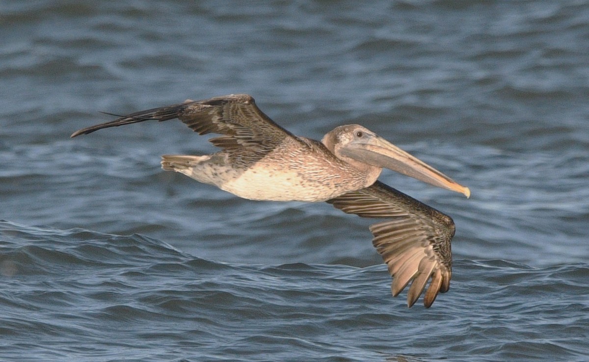 Brown Pelican - ML643631490