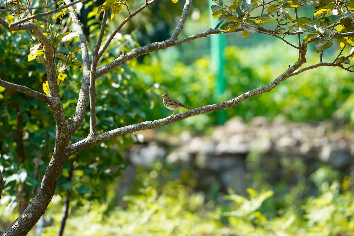 Olive-backed Pipit - ML643631492