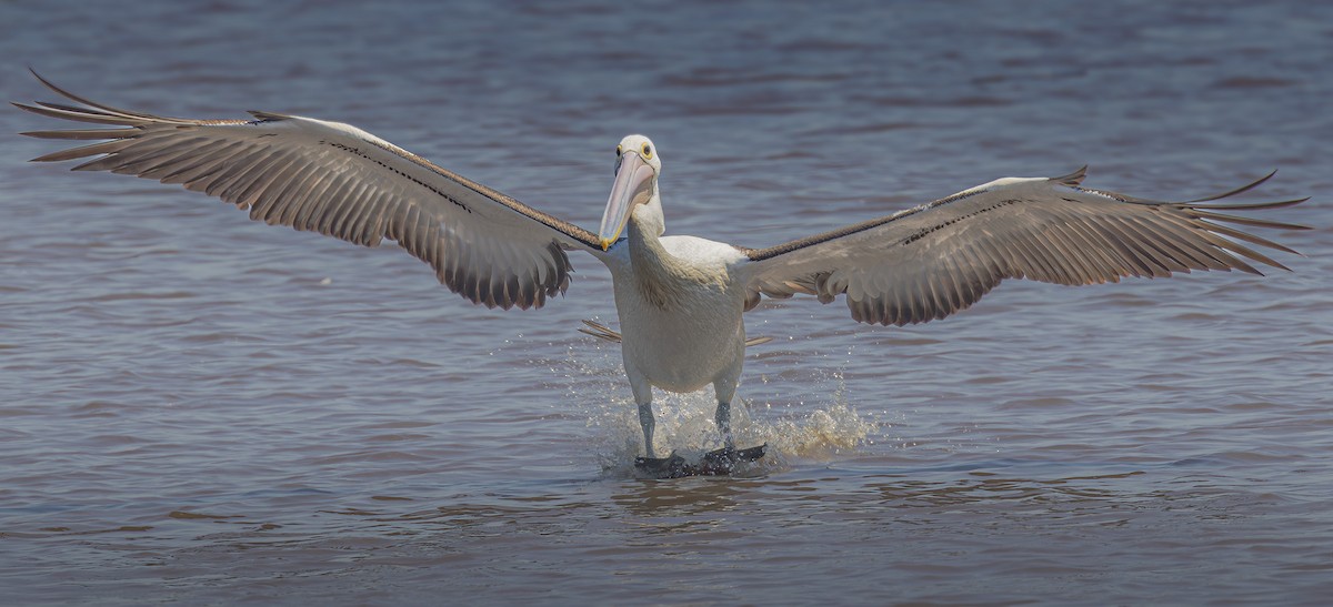 コシグロペリカン - ML643631494