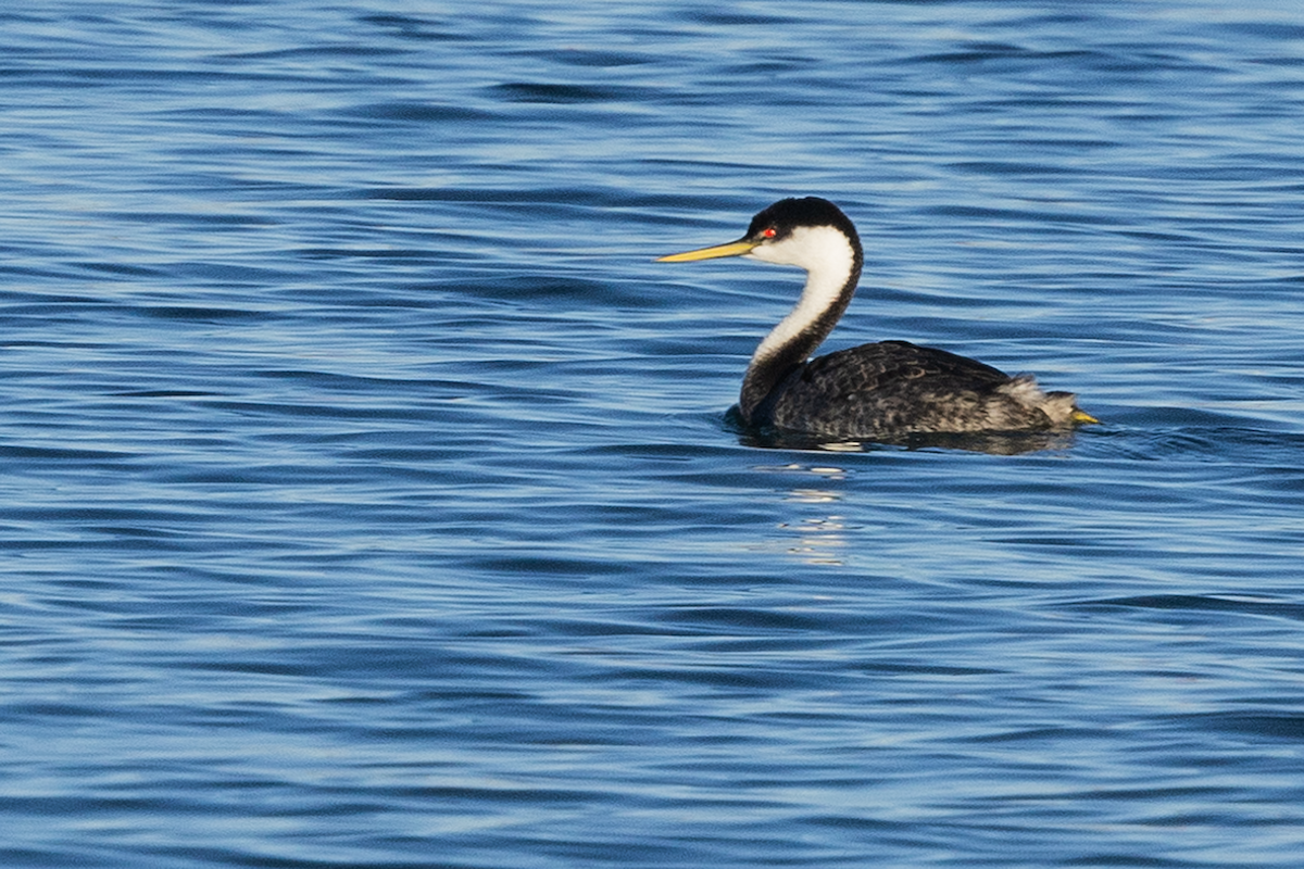 Grèbe élégant - ML643631510