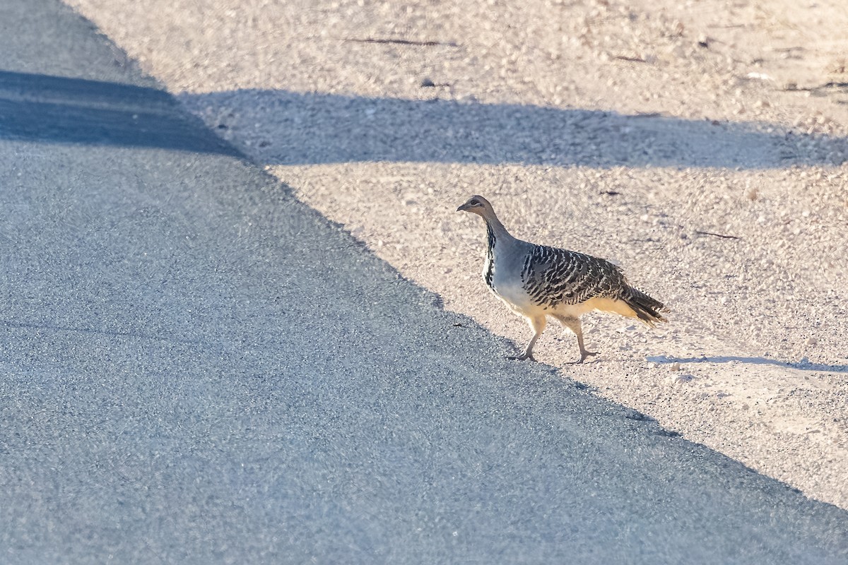 Malleefowl - ML643631512