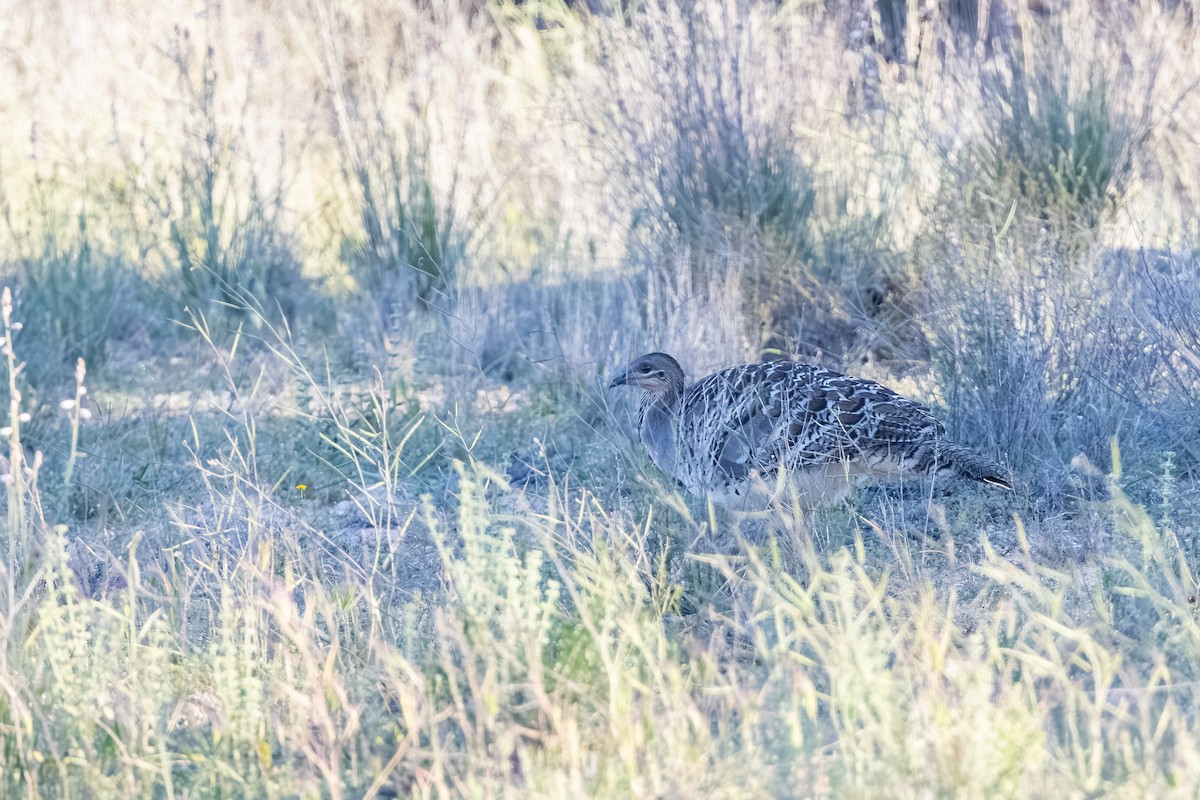 Malleefowl - ML643631513