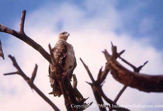 Tawny Eagle - ML643631532