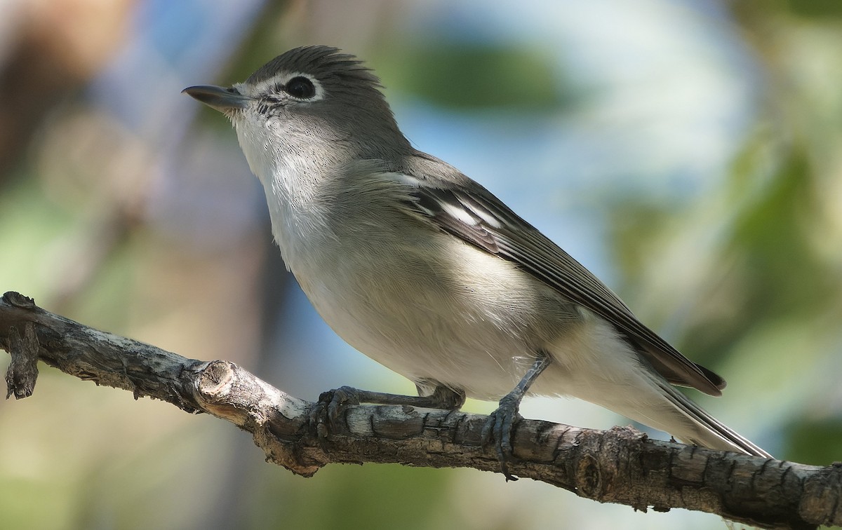 Plumbeous Vireo - ML643631550