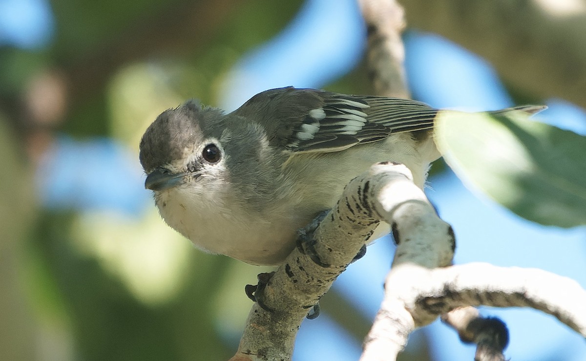 Plumbeous Vireo - ML643631551