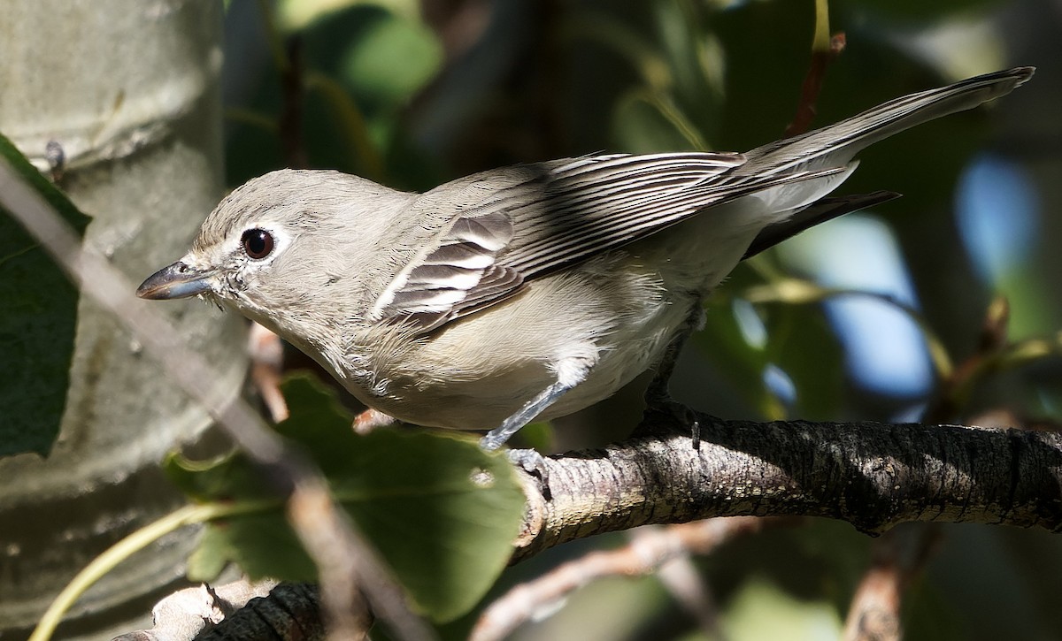 Plumbeous Vireo - ML643631552