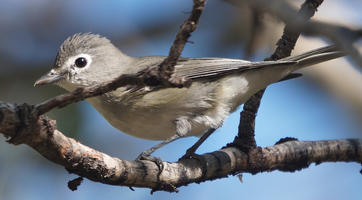 Plumbeous Vireo - ML643631553