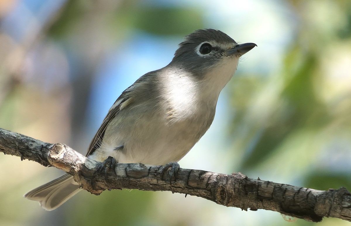 Plumbeous Vireo - ML643631554